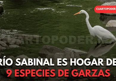 Documentan nueve especies de garzas Documentan nueve especies de garzas