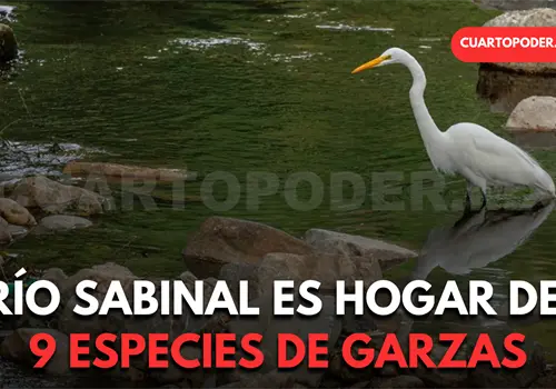 Documentan nueve especies de garzas