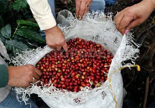 Capacitan a t&eacute;cnicos contra plagas del caf&eacute;