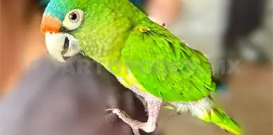 Entregan a Profepa loro silvestre para su protección Entregan a Profepa loro silvestre para su protección