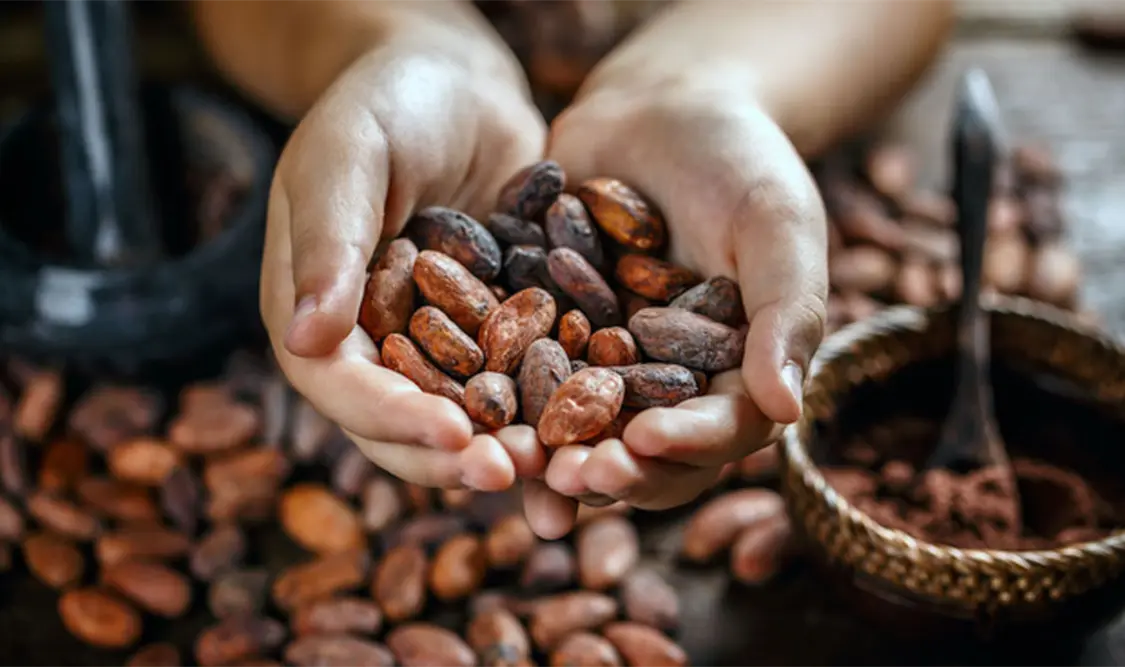 Anuncian construcción de una planta chocolatera en la finca El Borralero, en Comalcalco. Cortesía