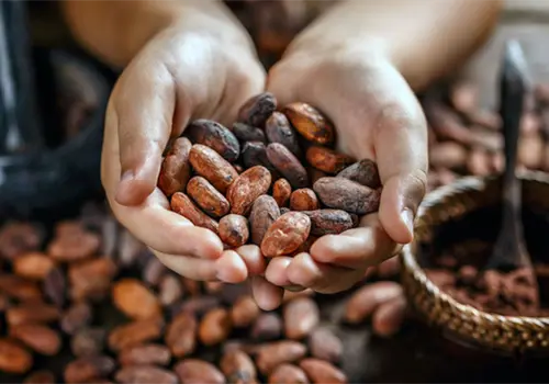 Gobierno prevé producción de 10 mil toneladas de cacao Gobierno prevé producción de 10 mil toneladas de cacao
