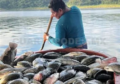 Buscan incluir tilapia a mercados globales: SeyT Buscan incluir tilapia a mercados globales: SeyT