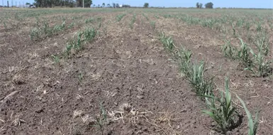 Desconocen los campesinos apoyos por sequ&iacute;a