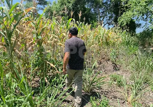 Contin&uacute;an productores agr&iacute;colas sin recursos