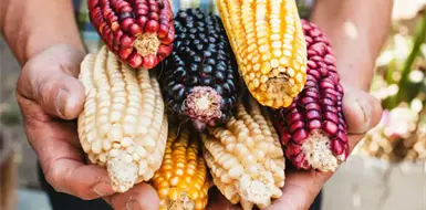 Acercan la cultura alimentaria en Los Pinos Acercan la cultura alimentaria en Los Pinos