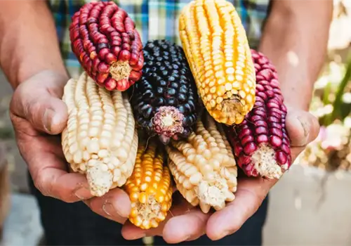 Acercan la cultura alimentaria en Los Pinos Acercan la cultura alimentaria en Los Pinos