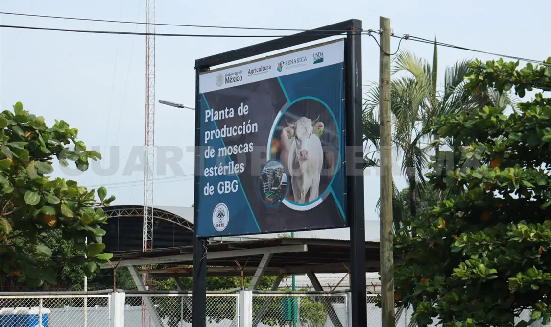 Chiapas participa en la producción de insectos estériles para combatir el gusano barrenador. CP