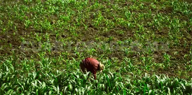 Esperan dictámenes para los apoyos a productores Esperan dictámenes para los apoyos a productores
