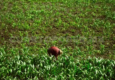 Esperan dictámenes para los apoyos a productores Esperan dictámenes para los apoyos a productores