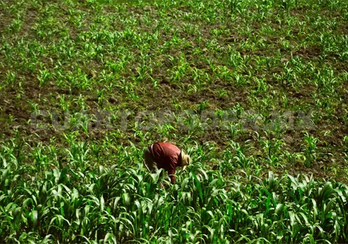 Esperan dict&aacute;menes para los apoyos a productores