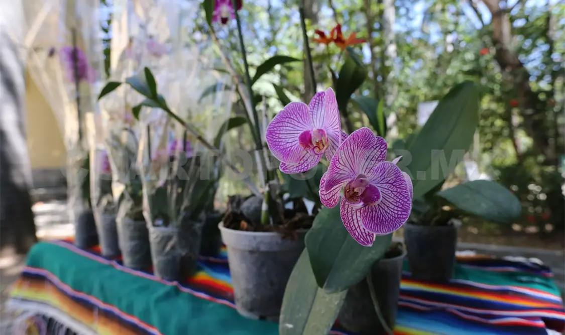 En Chiapas se pueden encontrar diversas especies de orquídeas. Diego Pérez / CP