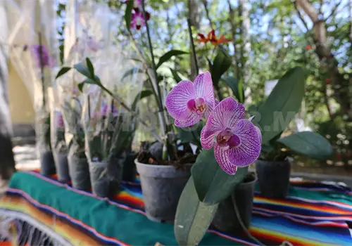 Orquídeas y abejas enfrentan amenazas Orquídeas y abejas enfrentan amenazas