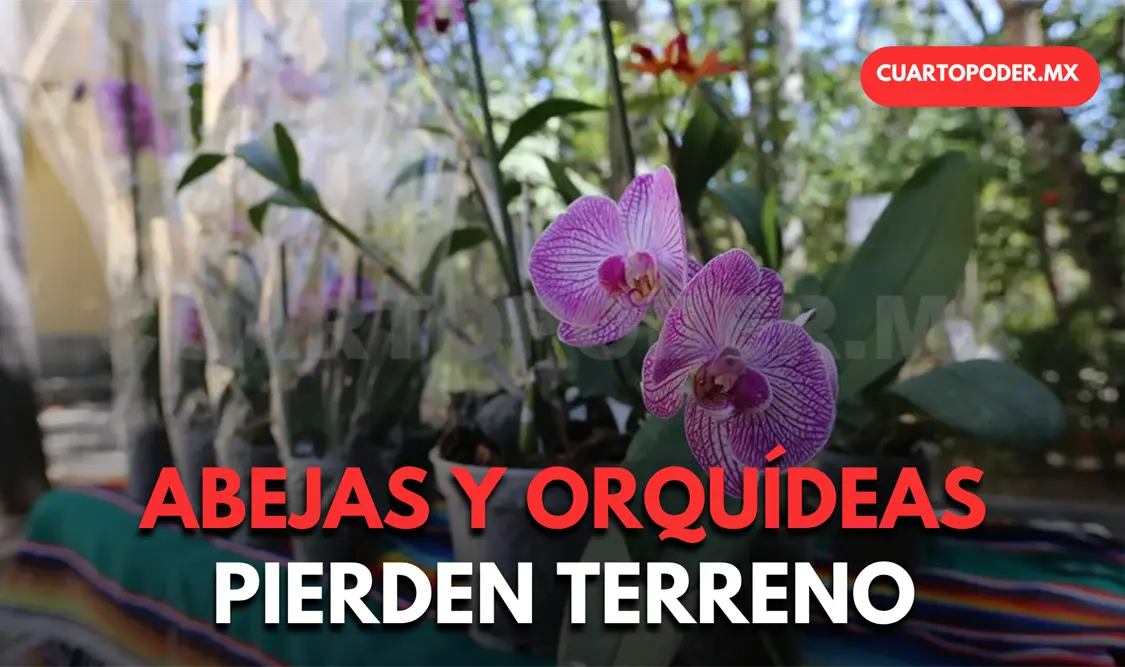 Orquídeas y abejas enfrentan amenazas