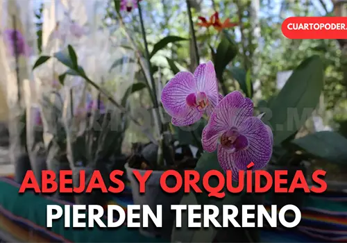 Orqu&iacute;deas y abejas enfrentan amenazas