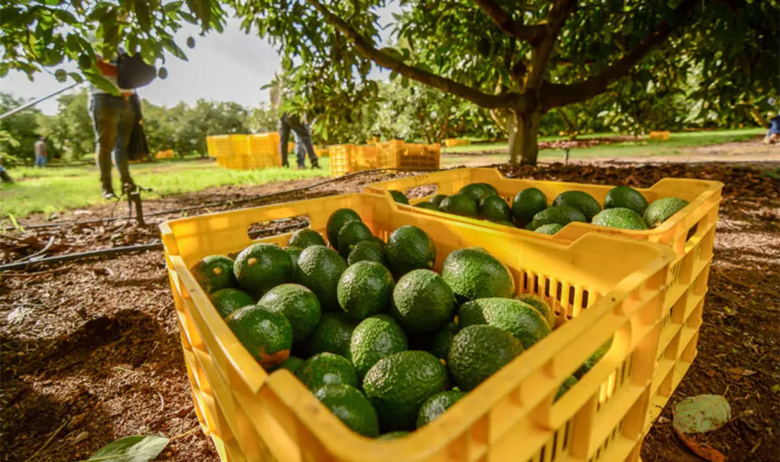 Informan de requisito para exportación de aguacate