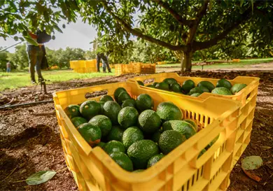 Informan de requisito para exportaci&oacute;n de aguacate