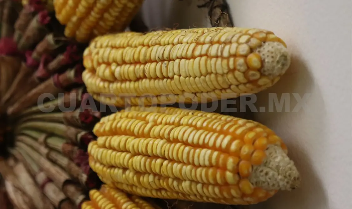 Chiapas destaca por la producción de maíz criollo. Diego Pérez / CP