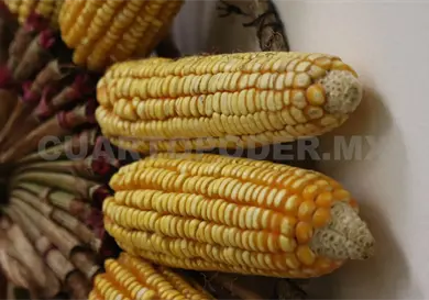 Enfrenta desaf&iacute;os producci&oacute;n de ma&iacute;z criollo en la regi&oacute;n