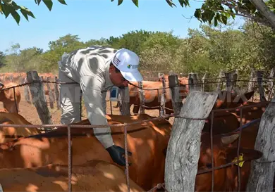 Actualizan cifra del gusano barrenador