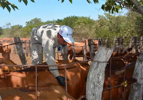Actualizan cifra del gusano barrenador Actualizan cifra del gusano barrenador