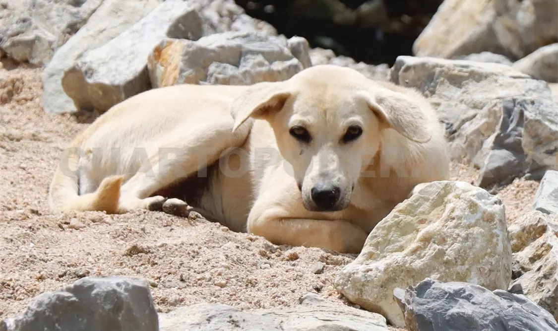 Los perros fueron de gran compañía para los mayas. Cortesía