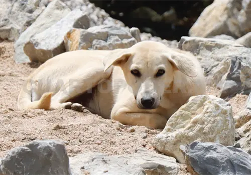 Hac&iacute;an mayas intercambio de perros vivos