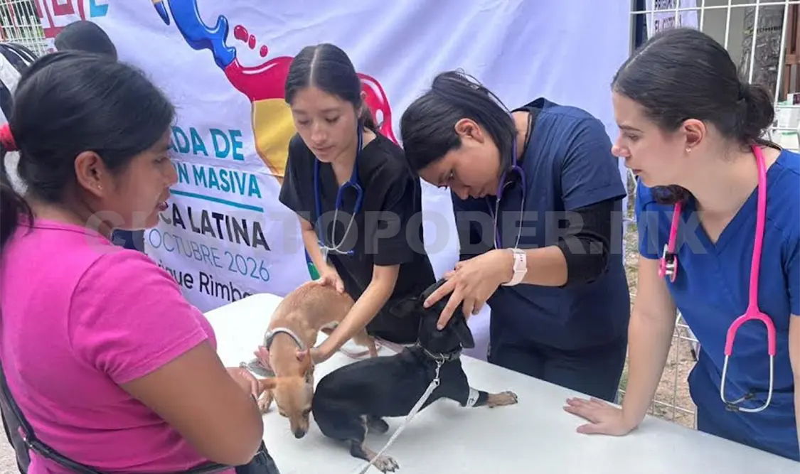 Es una medida segura, eficaz y definitiva para proteger la salud de las mascotas. Cortesía