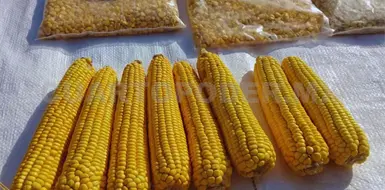 Almacenamiento de granos afecta su calidad e inocuidad