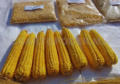 Almacenamiento de granos afecta su calidad e inocuidad Almacenamiento de granos afecta su calidad e inocuidad