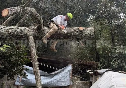 Cae árbol de 30 metros de altura sobre una vivienda Cae árbol de 30 metros de altura sobre una vivienda