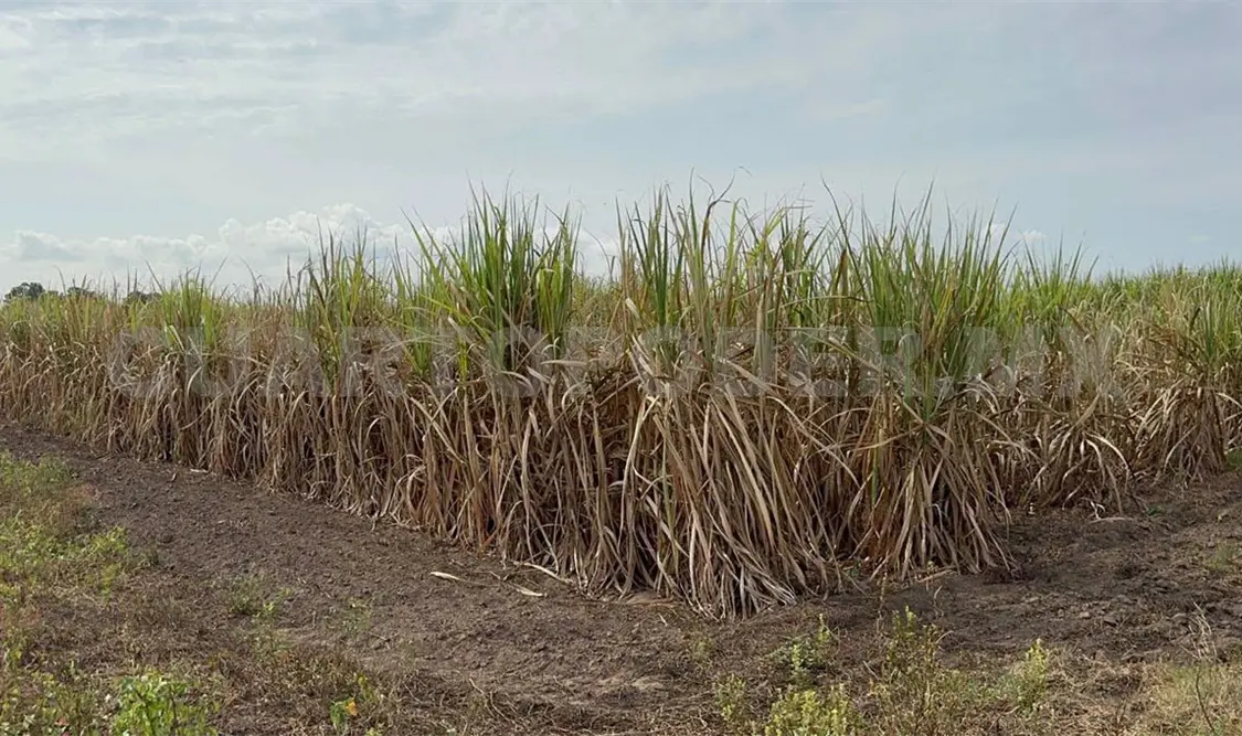 Pese a las lluvias recientes, varias hectáreas de cultivo no se pudieron recuperar. Rafael Victorio / CP