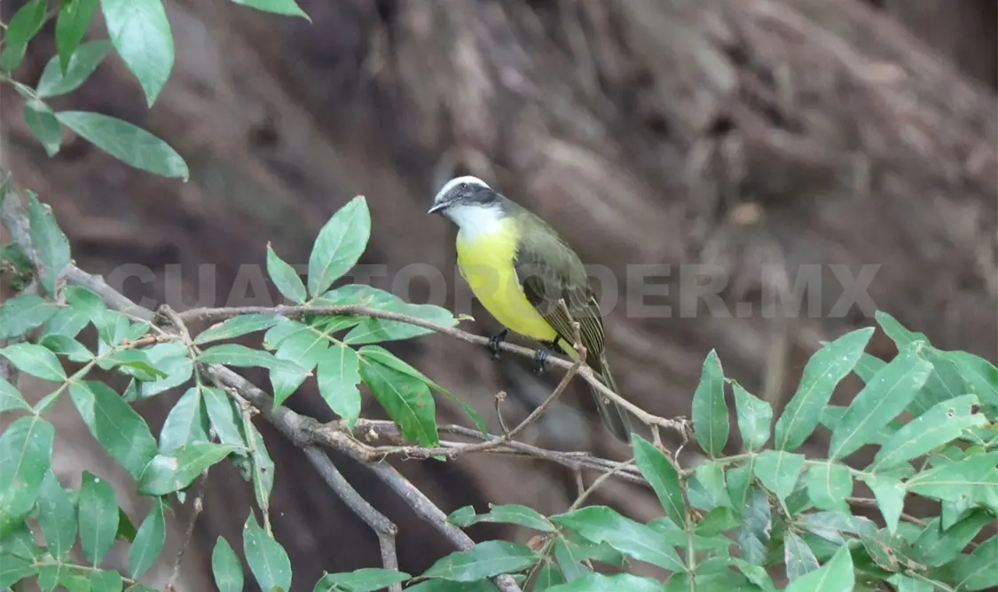 La actividad se realiza en el marco del Día Mundial de las Aves Migratorias. Diego Pérez / CP