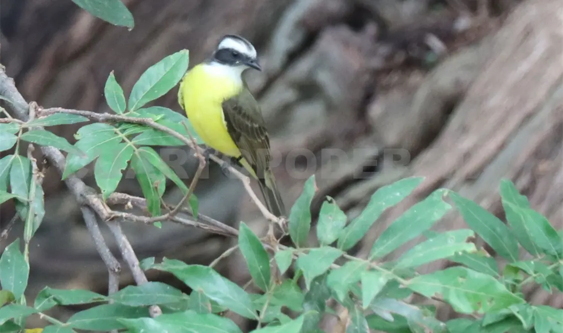 En la capital chiapaneca se pueden observar aves en sitios muy específicos como el parque Joyu Mayu. Diego Pérez / CP