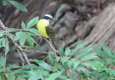 Cambio clim&aacute;tico y urbanizaci&oacute;n afecta a las aves