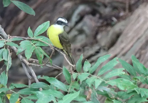 Cambio clim&aacute;tico y urbanizaci&oacute;n afecta a las aves