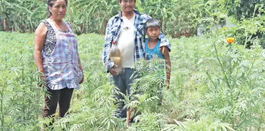 Con riego mantienen viva la flor de muerto Con riego mantienen viva la flor de muerto