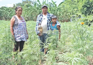 Con riego mantienen viva la flor de muerto Con riego mantienen viva la flor de muerto