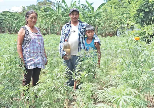 Con riego mantienen viva la flor de muerto Con riego mantienen viva la flor de muerto