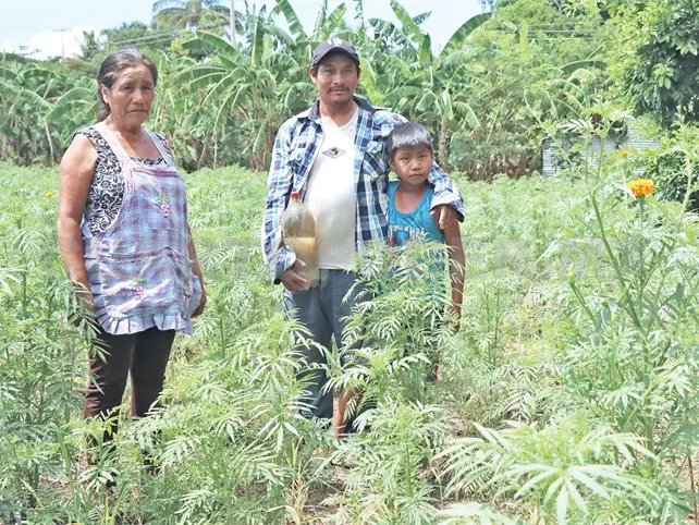 Con riego mantienen viva la flor de muerto