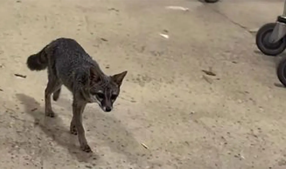 Buscan a personas que tuvieron contacto con zorro