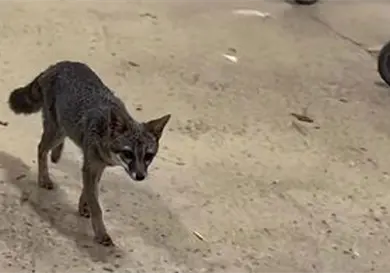 Buscan a personas que tuvieron contacto con zorro