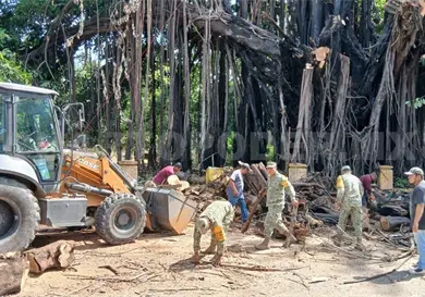 Retiran legendario &aacute;rbol de hule da&ntilde;ado