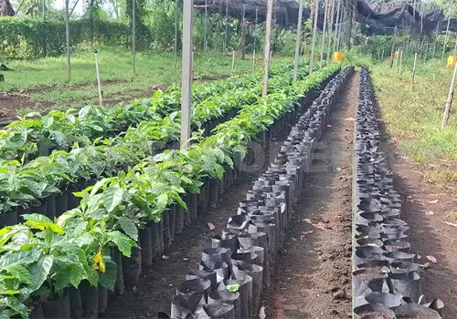 Liberan nueva variedad de caf&eacute; ar&aacute;biga en el Soconusco