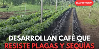 Liberan nueva variedad de caf&eacute; ar&aacute;biga en el Soconusco