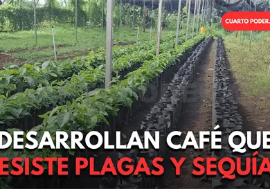Liberan nueva variedad de café arábiga en el Soconusco Liberan nueva variedad de café arábiga en el Soconusco
