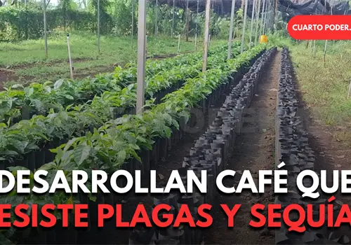 Liberan nueva variedad de café arábiga en el Soconusco Liberan nueva variedad de café arábiga en el Soconusco