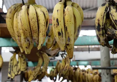 Planta Moscafrut cumple 33 a&ntilde;os