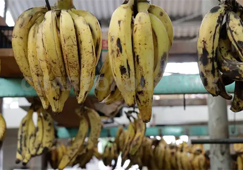 Planta Moscafrut cumple 33 años Planta Moscafrut cumple 33 años