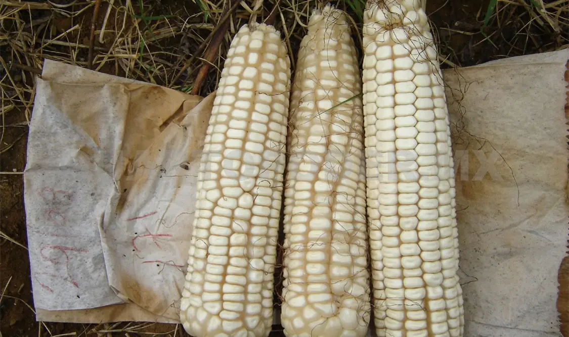 El Cimmyt ha trabajado en varios estados, como Chiapas, junto a productores agrícolas. Diego Pérez / CP